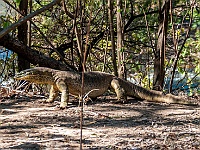 Kalpower lace monitor-8762